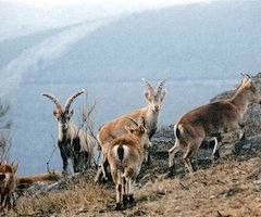 La próxima temporada de caza permitirá abatir cabras montesas en Galicia